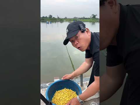 Ghé câu hồ trắm đen víp Việt Nam. #chungnguyenfishing #caucatramden #shorts