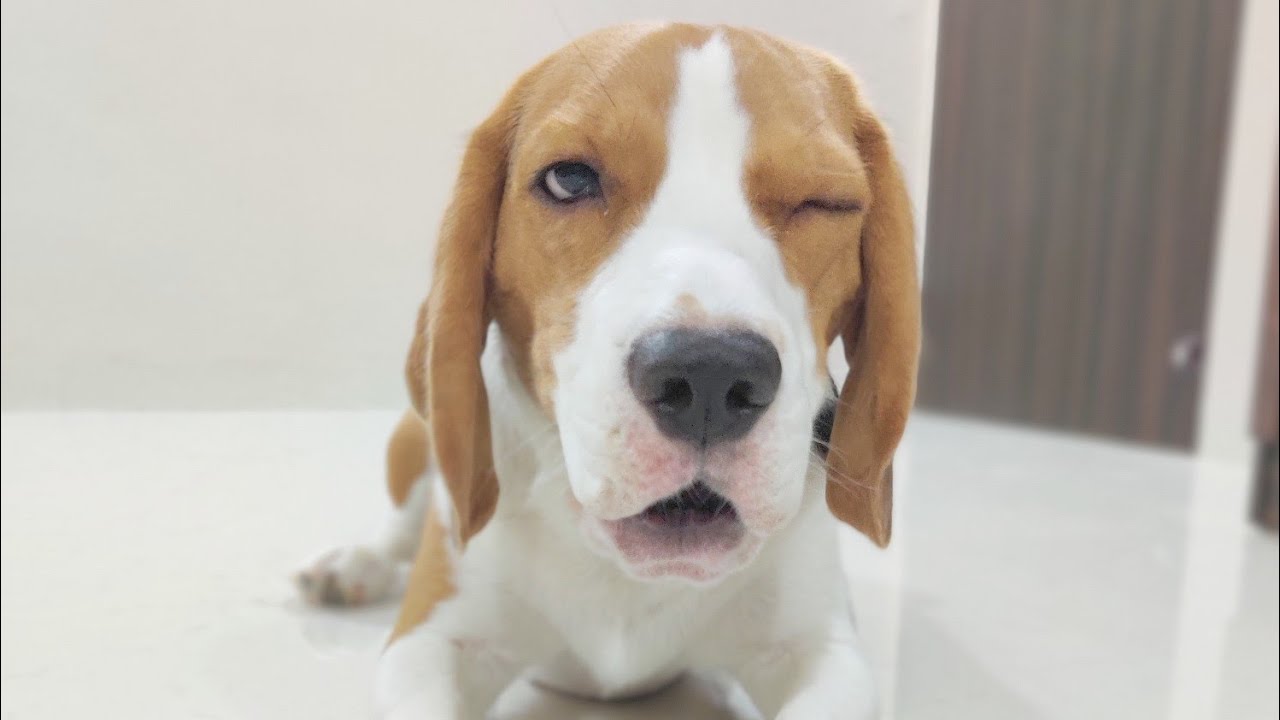 Beagle Plays Find The Treat