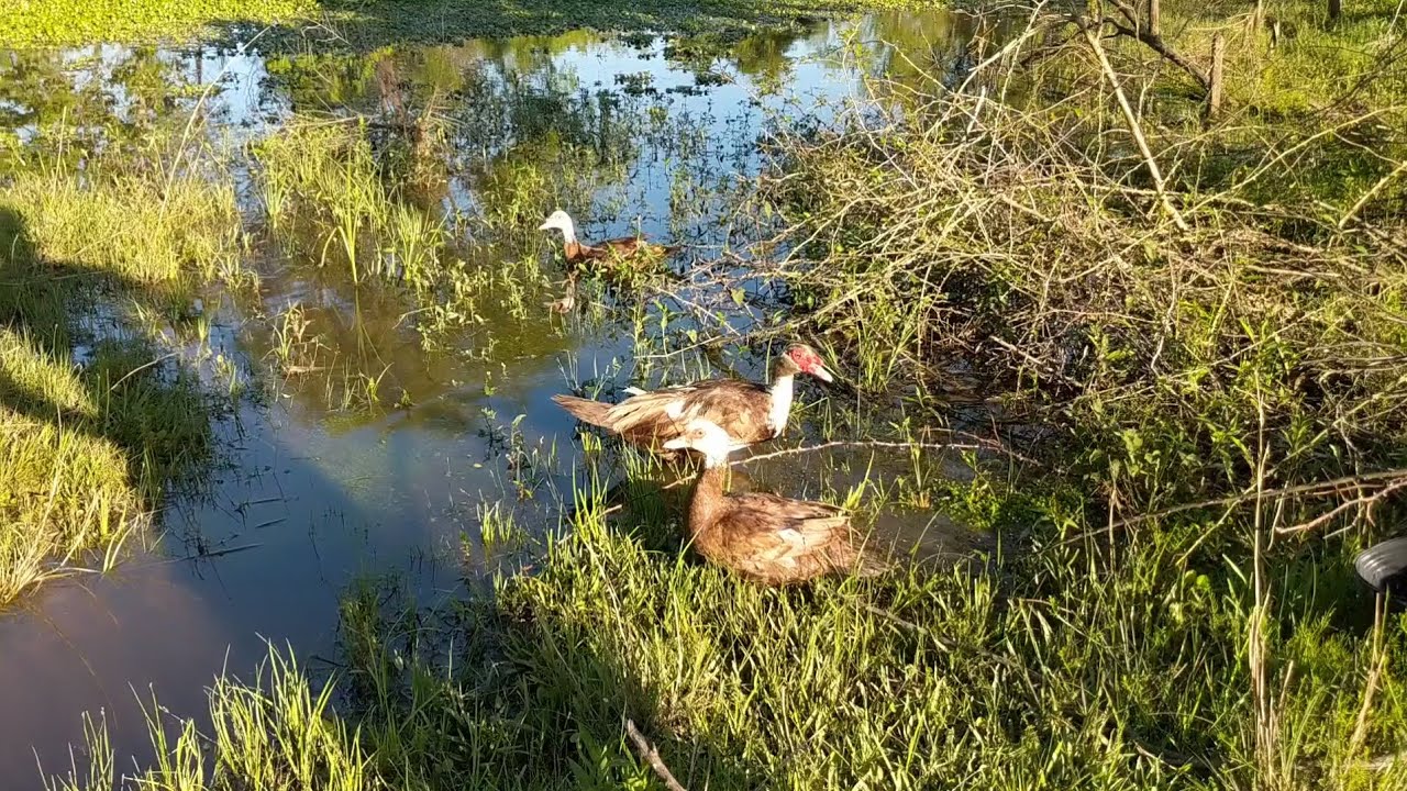 Water Hyacinths, Using Ducks and Geese to Control Invasive Alien