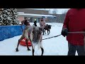 Апатиты Мурманская область/Олени в городе 😉