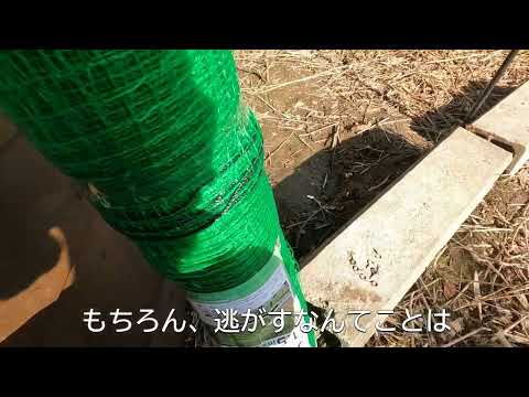 鶏舎の安全な植物、実体験から厳選して紹介