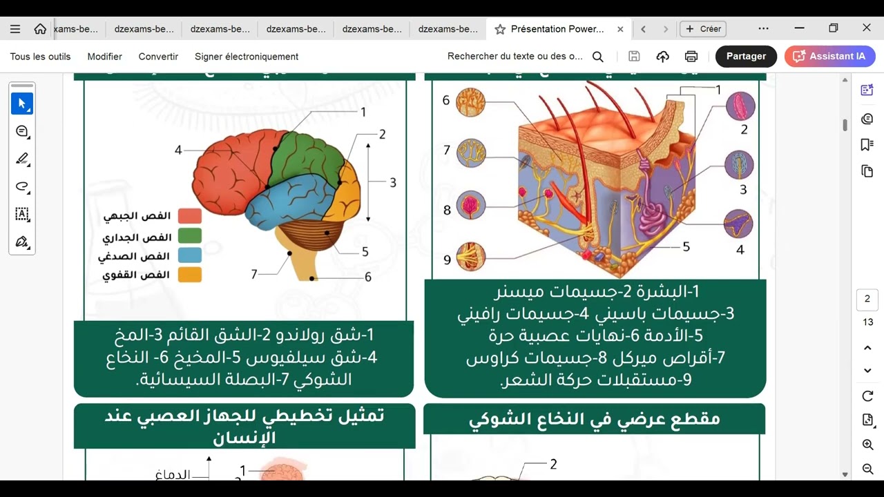 مراجعة شاملة للاتصال العصبي رابعة متوسط (الجزء الأول)