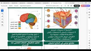 مراجعة شاملة للاتصال العصبي رابعة متوسط (الجزء الأول)
