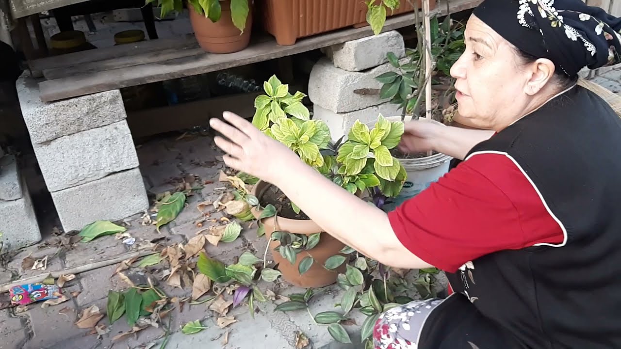 BAHÇE  VE ÇİÇEK TEMİZLİĞİ YAPTIM / KURUYAN ÇİÇEKLERİM VE ÇİÇEKLERDE SOLUCAN, KURT DERDİM