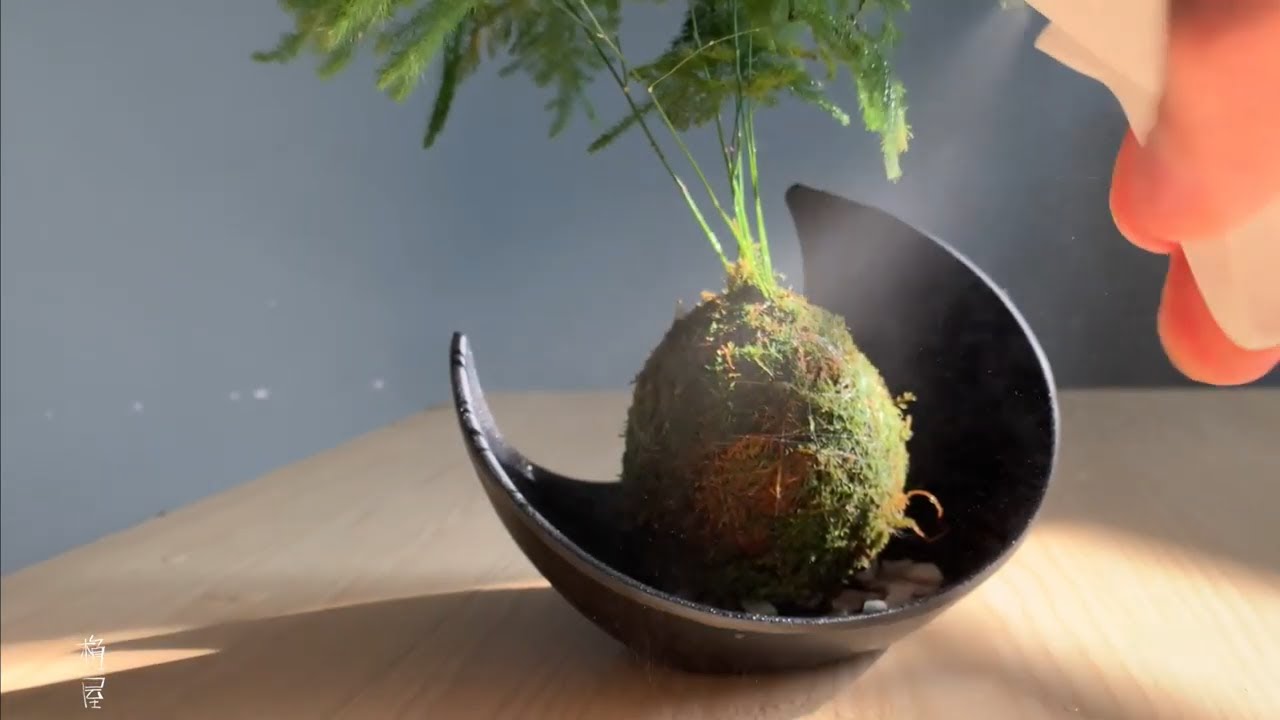 Watering Kokedama 苔玉養護 澆水 要點 Youtube
