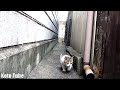 真冬に子猫がとことこ通って来る！野良猫用ネコハウス冬用を購入して設置！