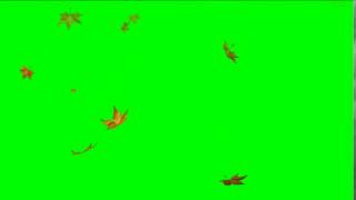 Green screen footage  Falling Leaves HD
