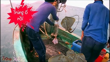 Đánh lưới ghẹ vô tình trúng ngay ổ cá đuối