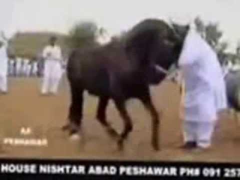 Yaman Terekeme Oynuyur 