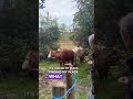 We asked the cows if you should follow us…they said it’d be udderly ridiculous not to 🐄😂