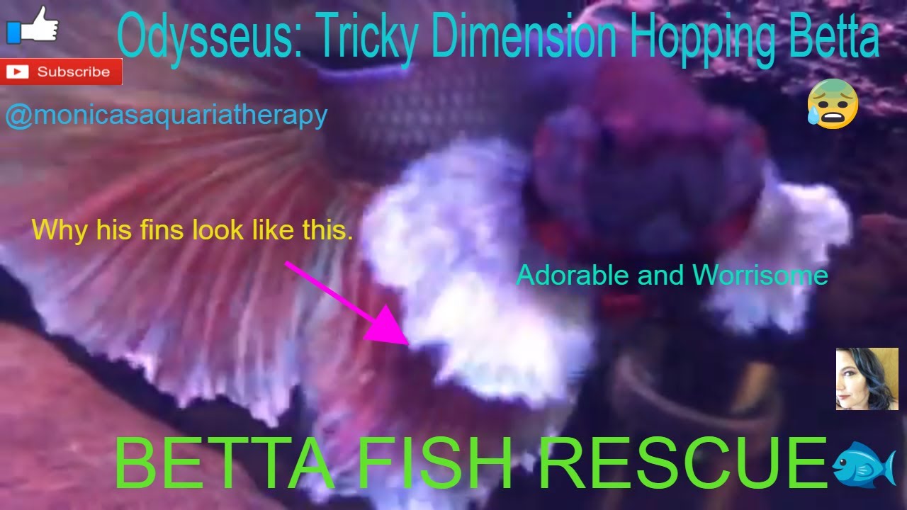 Betta Fish Rescue When Fish Disappear Fish Stories Disappearing
