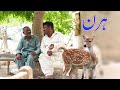 Hiran Helmet Rocket New Punjabi Comedy | Funny Video 2020 | Chal TV