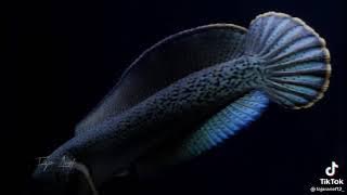 STORY WA CHANNA BARCA