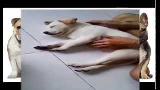 A cute dog sleepping all time by Did you know that ? 13 views 8 years ago 1 minute, 49 seconds