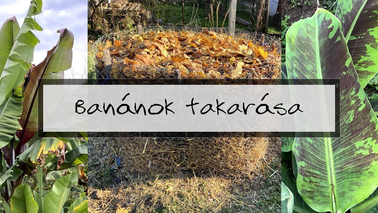 Ep. 298.: Banánok takarása (Musa basjoo)