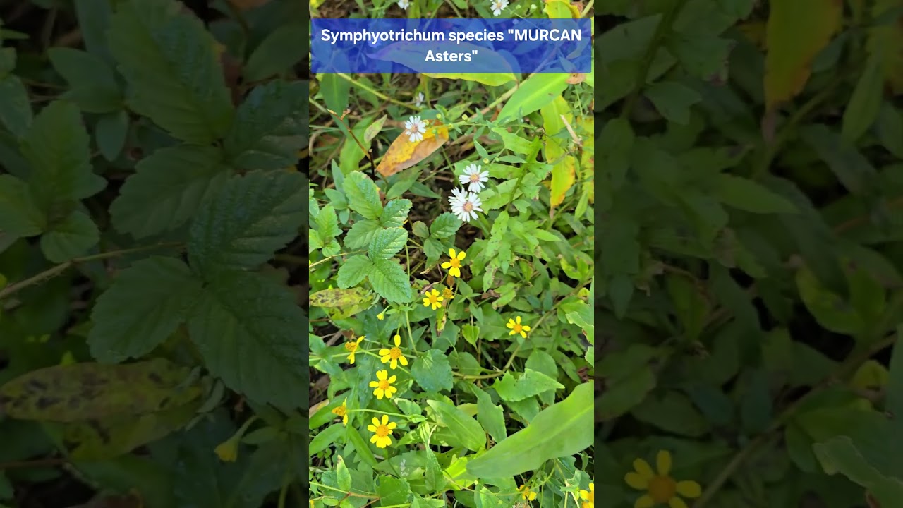 GOOD MORNING LOW COUNTRY OF SC!  NATIVE PLANTS!  