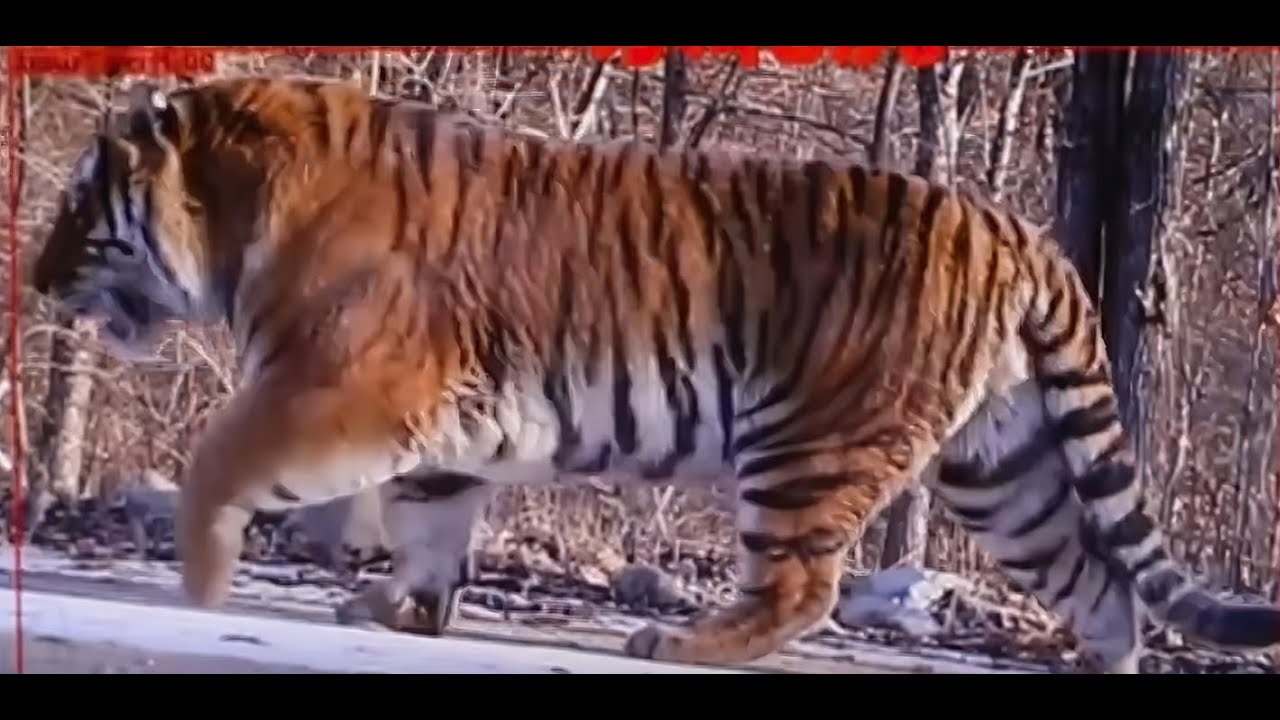 Huge male wild siberian tiger in Northeast Tiger Leopard National Park