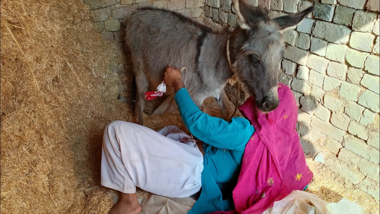 My new video donkey funny 🤣🤣😂 