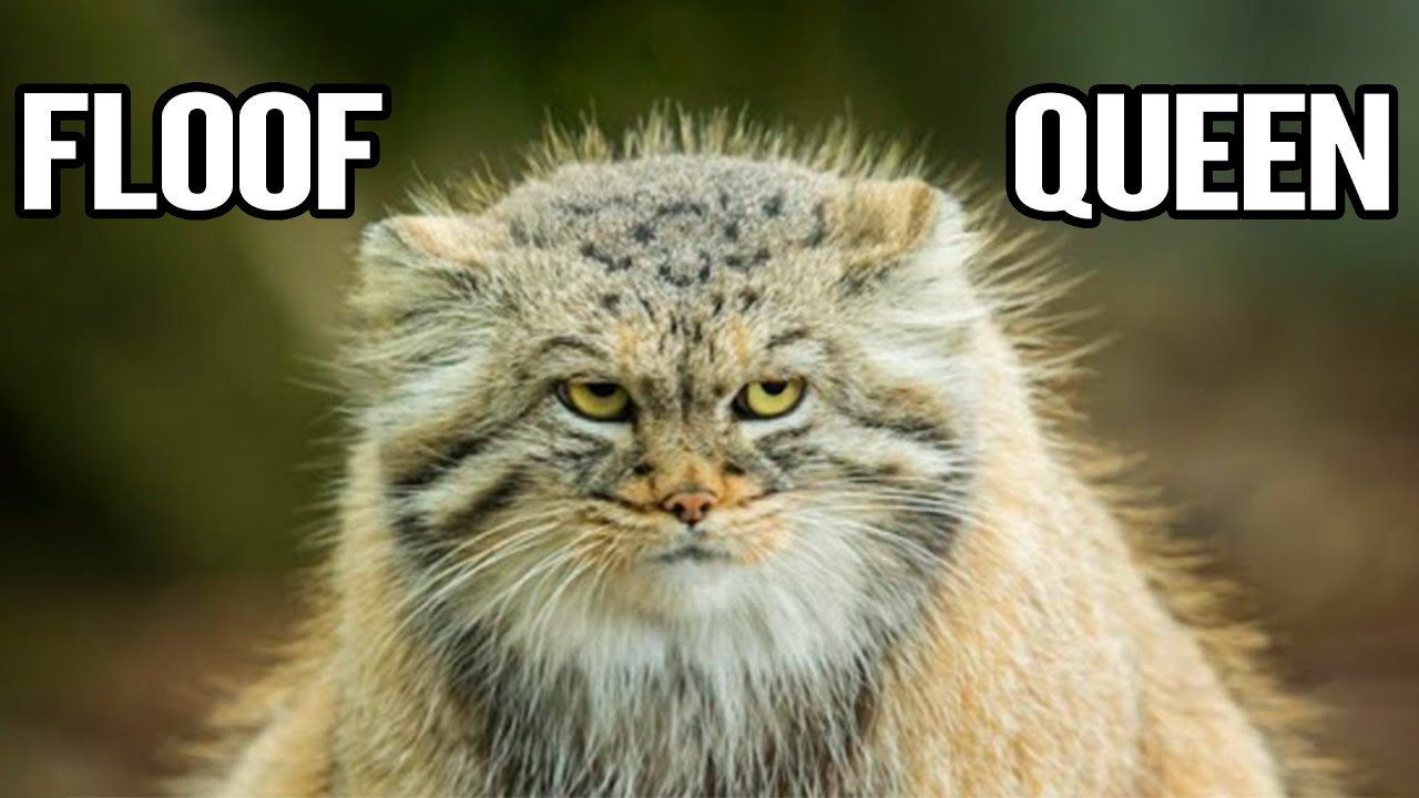 Pallas's Cat : Top 10 Amazing Pallas Cat Facts That Will Leave You Amazed !!