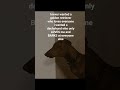 why i wanted a dachshund❤️ #dog #dachshund #shorts #foryou