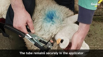 Caisley Sheep Tissue Sampling tags