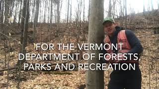 Identify American Beech by Buds, Bark and Leaves