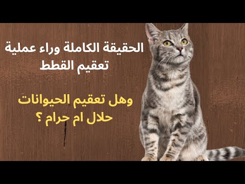 فيديو: ما هو العمر الذي يجب أن تعقم أو تحيي قطك؟