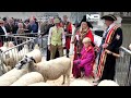 El puente Southwark de Londres se llena de ovejas en desfile anual benéfico