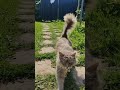 neverending loop video or 10 hours kitty's meow