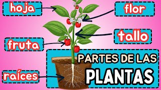 🪴Las Plantas Y Sus Partes Para Niños [ RAÍZ, TALLO, HOJAS FRUTOS y FLORES] sus Funciones #plantas