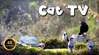 Cat TV for Cats to Watch 🐈 - BLACKBIRD & FRIENDS🐦‍⬛(4K)