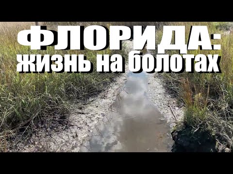 Флорида, США: жизнь на болотах