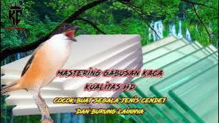 Suara Gabus Kaca Cocok Buat Masteran Cendet Dan Burung Lainnya