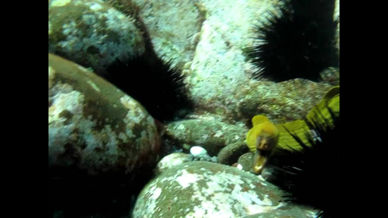 green moray eel YouTube