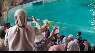 Dolphin Show Ocean Dream Samudra Ancol (FULL SHOW ) 2022