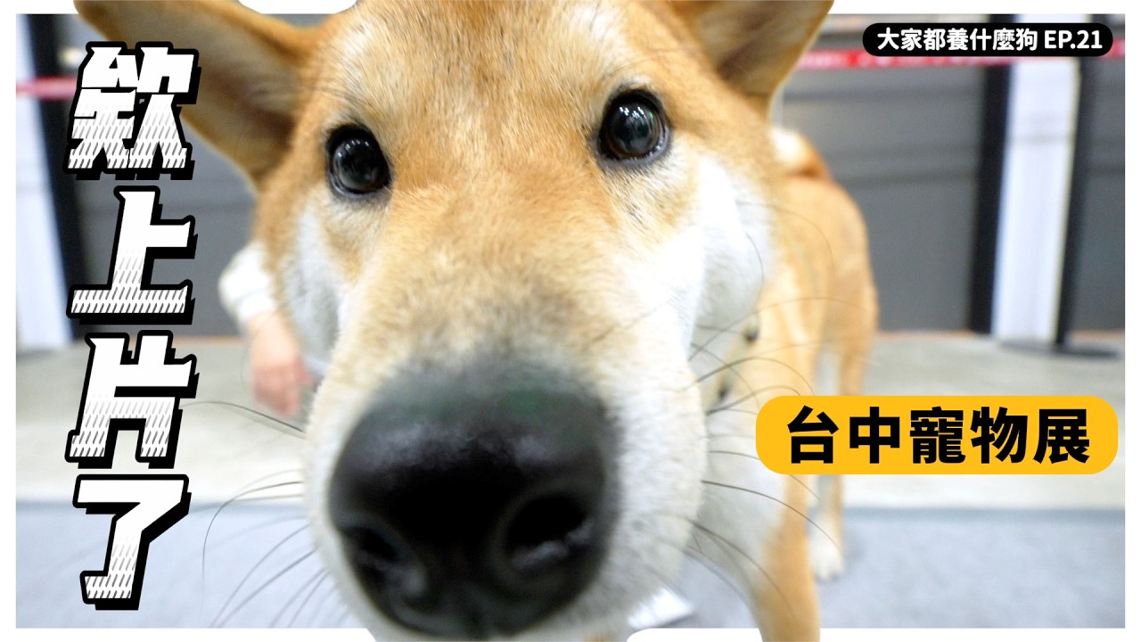 打臉柴犬、敏感貴賓、長腿米格魯、特斯拉犬？台中狗狗集合！【大家都養什麼狗】｜熊爸估狗