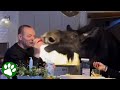 Raising a moose in the kitchen