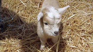 CUTE BABY PYGMY GOAT OUTSIDE AT LAST 🐐💖🤣