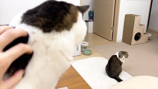 息子猫を可愛がっていたらパパ猫が嫉妬して大変なことに…汗