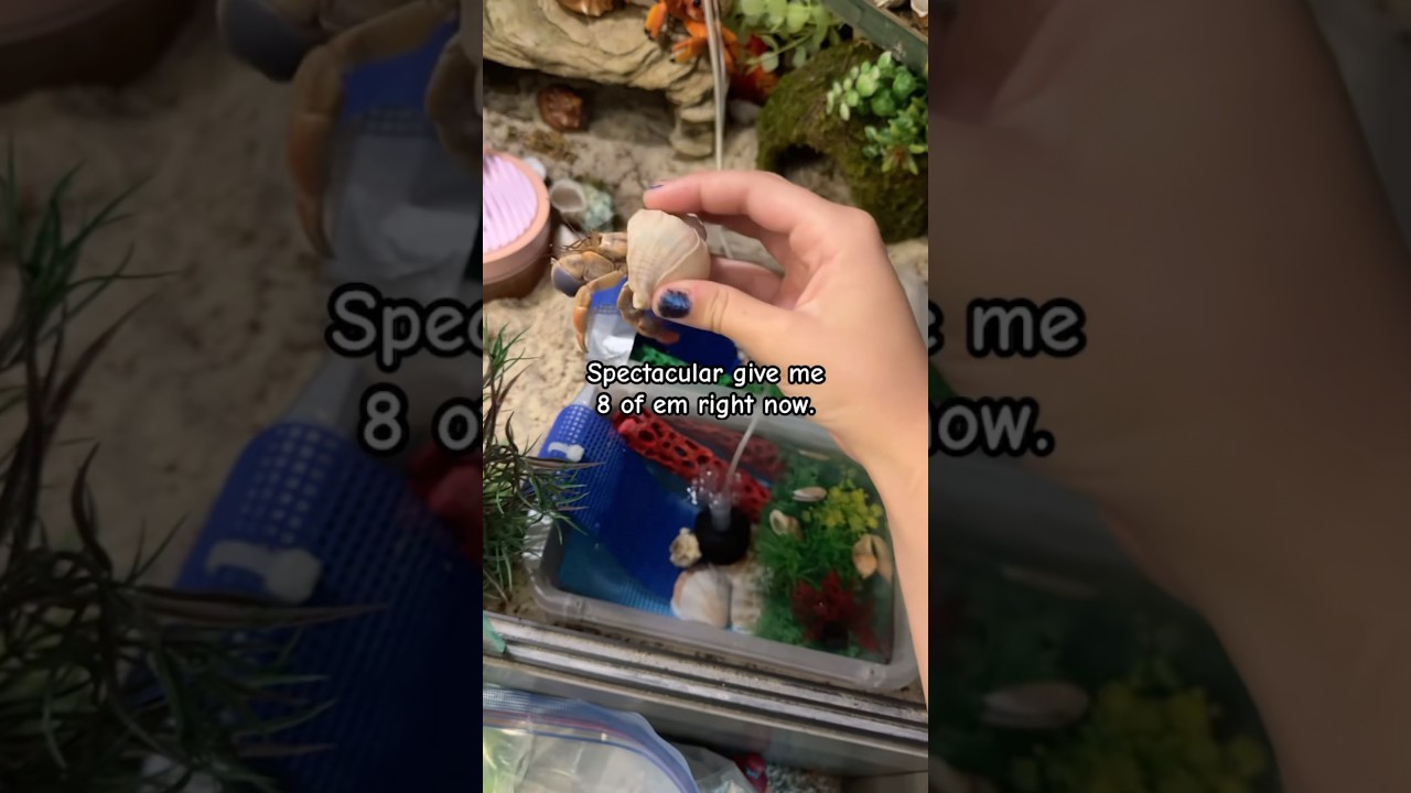 ￼ (There is more to caring for hermit crabs though, don't take advice from this video go research)￼