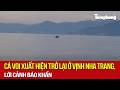 Cá voi xuất hiện trở lại ở vịnh Nha Trang, lời cảnh báo khẩn