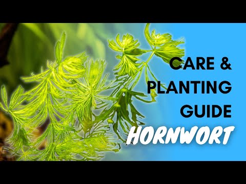 Video: Trồng Hornwort Trong ao - Thông tin và Chăm sóc Hornwort Coontail