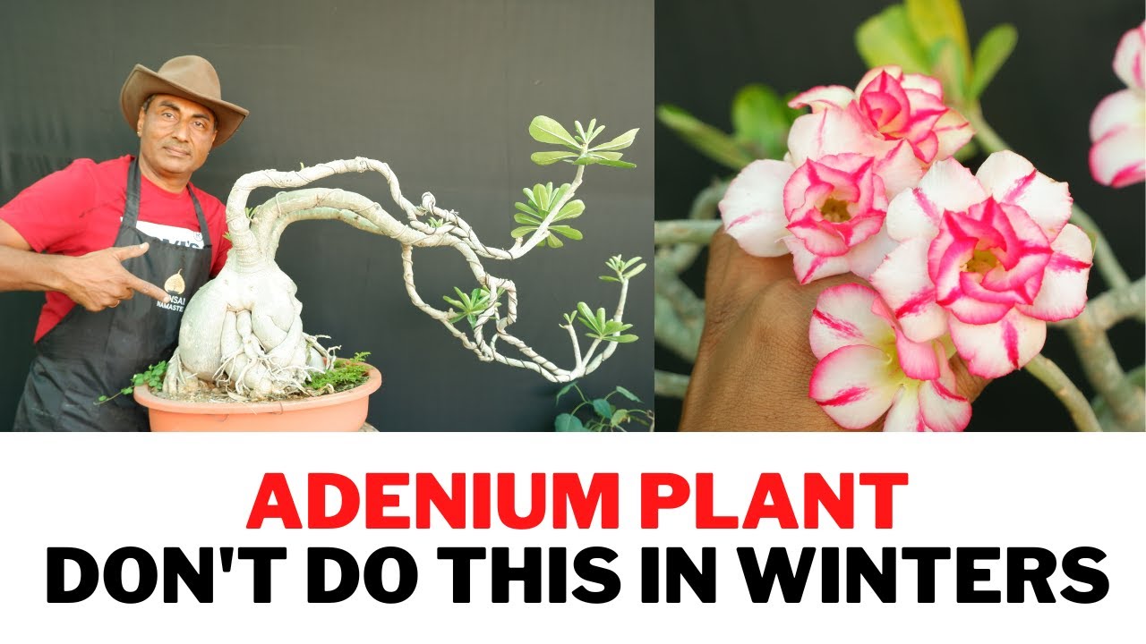 Save Your Adeniums/ Winter Care - YouTube