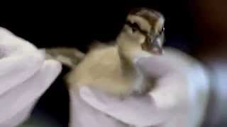 Dawn Wildlife Commercial Spanish - Barbara Jimenez Actress
