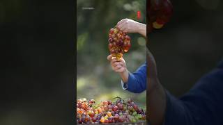 Grapes 🍇🍇 wine 🍷 making 😋#shorts #youtubeshorts #grape #wine