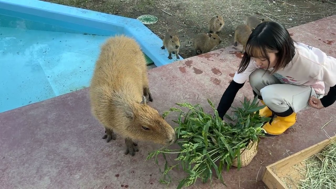 竹島水族館のカピバラ一家、エサをもらってみんなで食べる（2025年11月