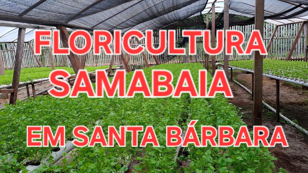 🌳🍂REFÚGIO VERDE EA# FLORICULTURA# SAMABAIA  🌿🌷🌿