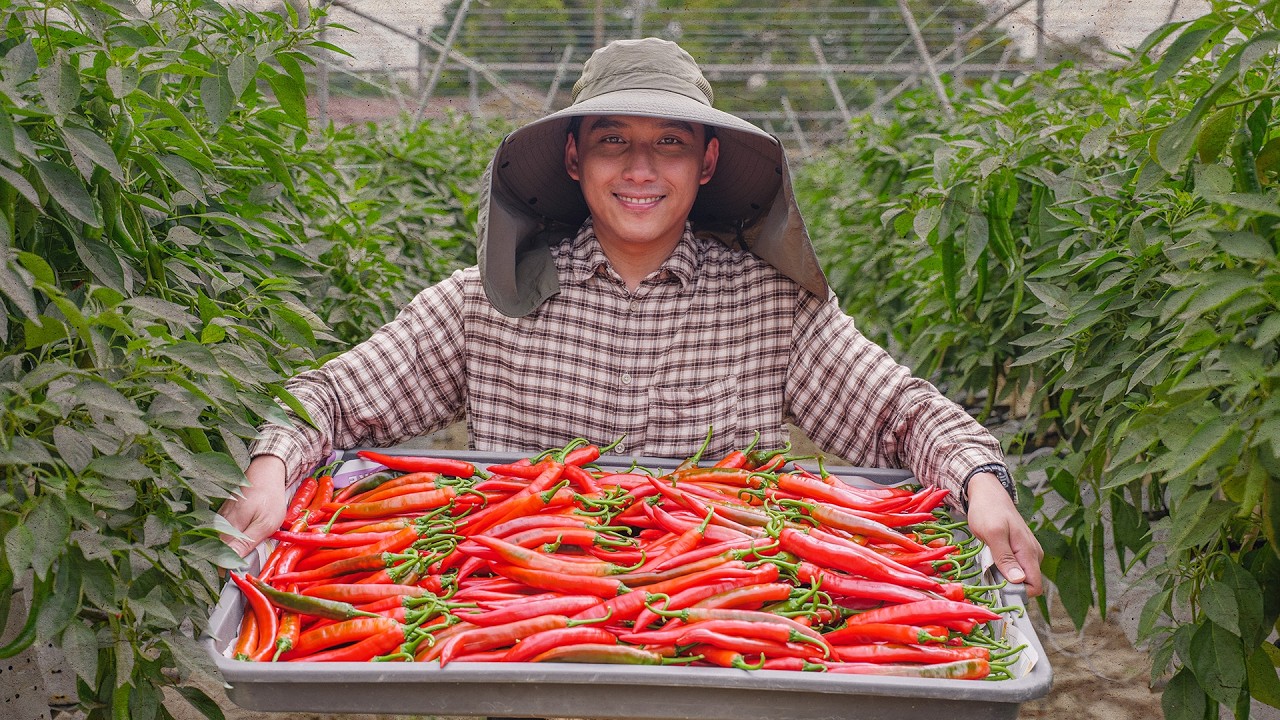 Anak Muda Tanam CILI Guna Teknologi & Ilmu! Sumber Kekayaan Ramai Tak Tahu