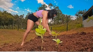 Download Lagu USEI ESSA TÉCNICA E ÀS PLANTAS VÃO CRESCER RÁPIDO! MP3 Download Lagu USEI ESSA TÉCNICA E ÀS PLANTAS VÃO CRESCER RÁPIDO! MP3