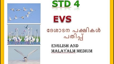Victers channel std 4 EVS activity